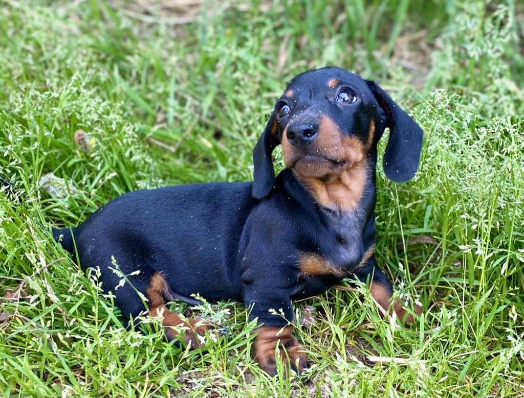 Chiot Elevage D An Nor Vras Eleveur De Chiens Teckel Poil Ras