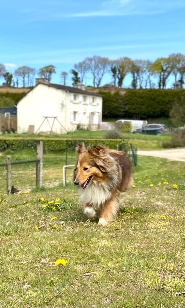 Paillette Des petites fées des sables