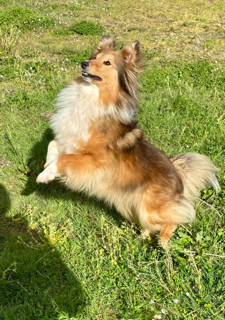 Paillette Des petites fées des sables