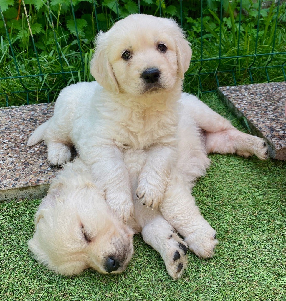 chiot Golden Retriever D'an Nor Vras