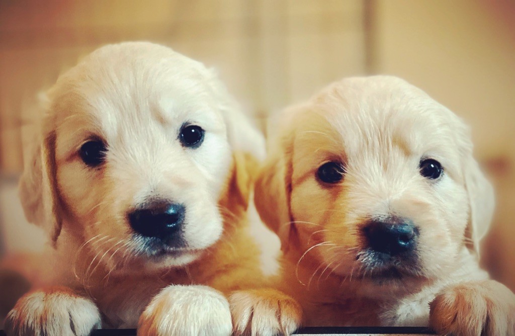 chiot Golden Retriever D'an Nor Vras