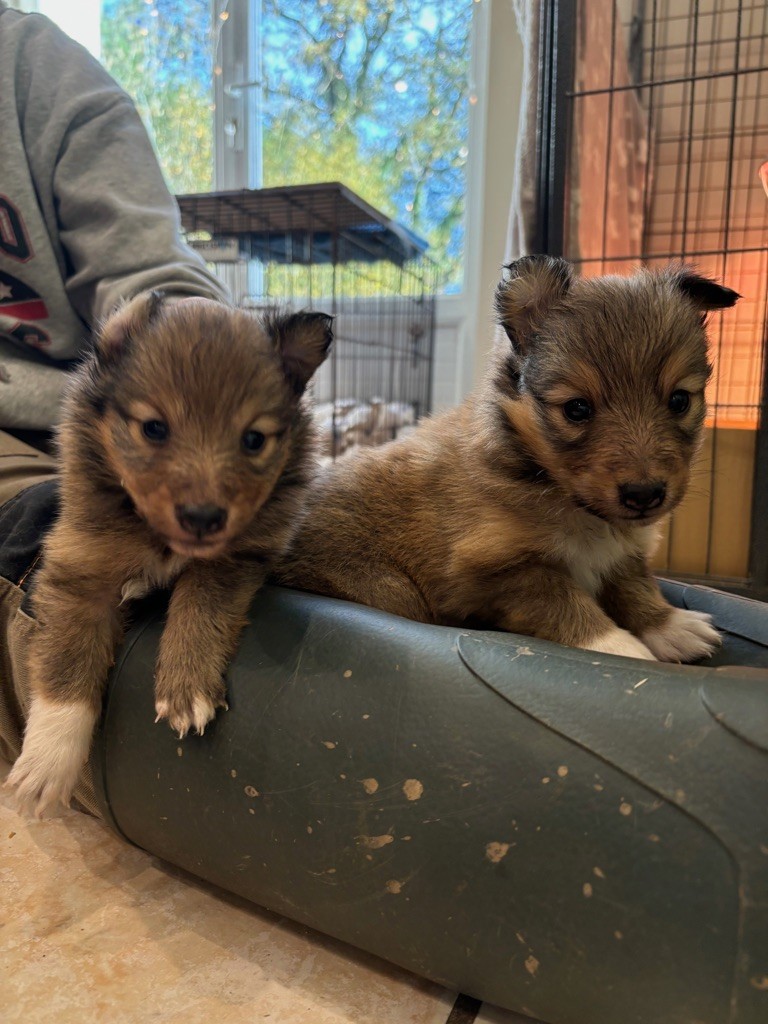 D'an Nor Vras - Chiot disponible  - Shetland Sheepdog