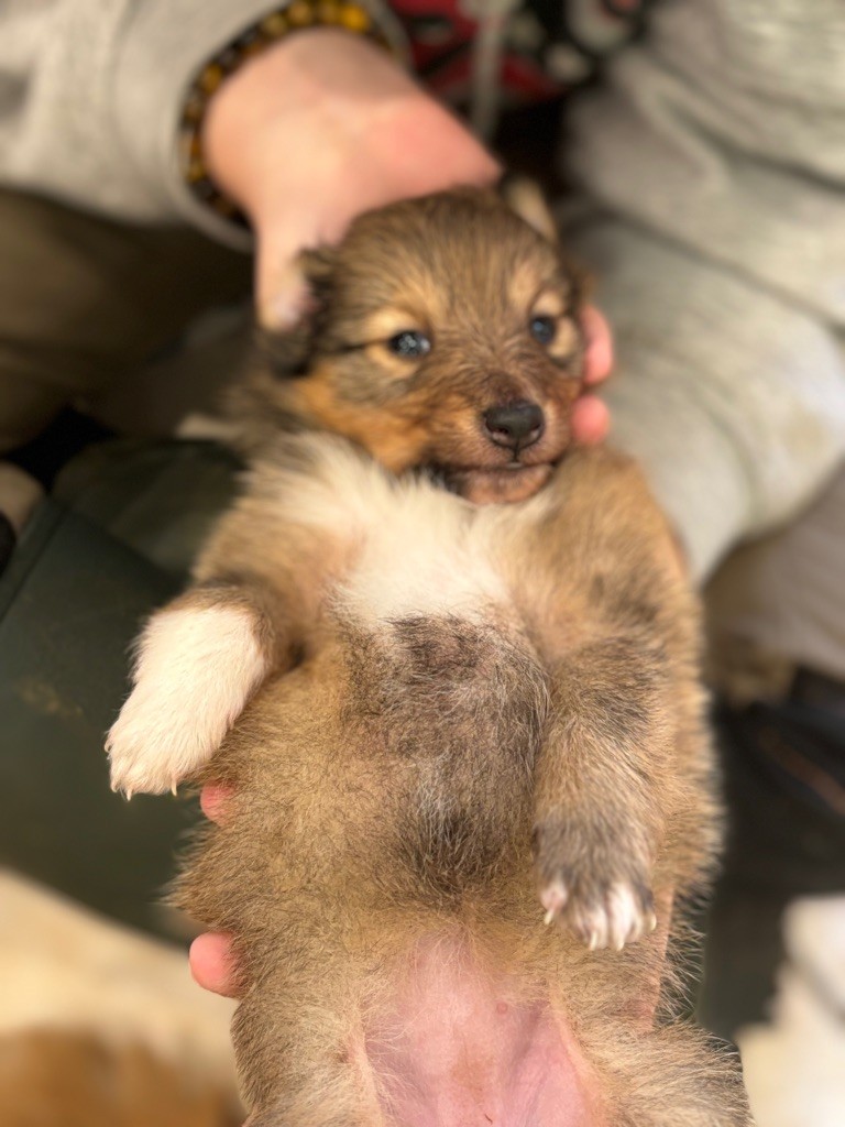 chiot Shetland Sheepdog D'an Nor Vras