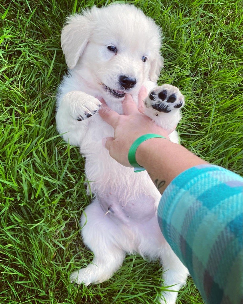 chiot Golden Retriever D'an Nor Vras