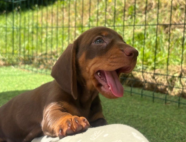 Chiot Teckel poil ras D'an Nor Vras