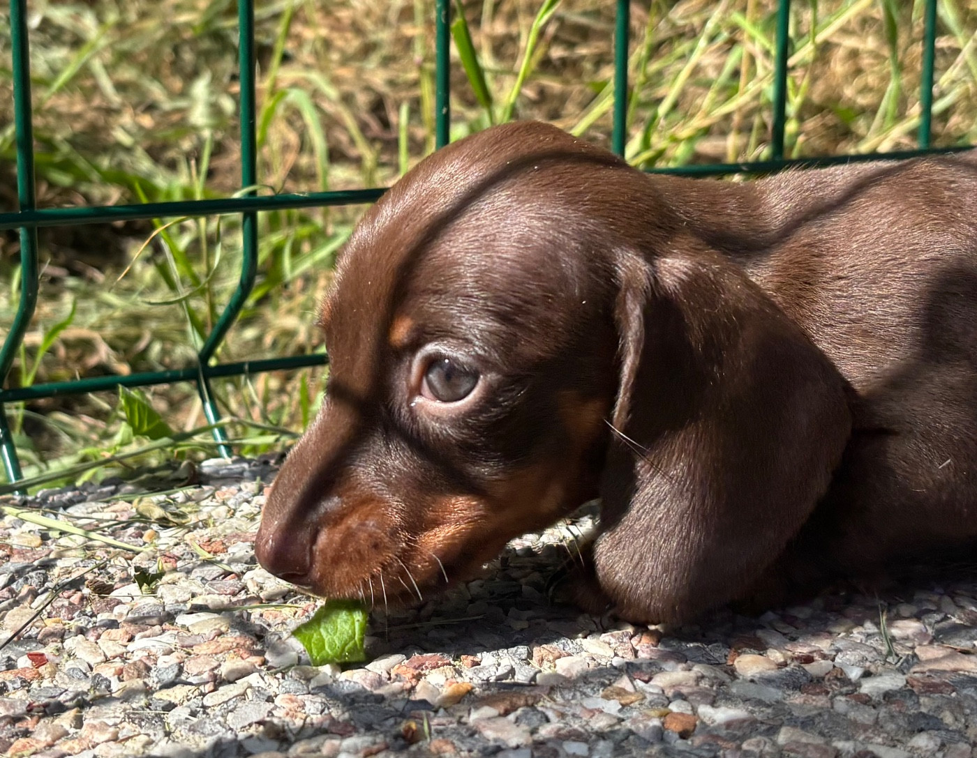 D'an Nor Vras - Chiots disponibles - Teckel poil ras