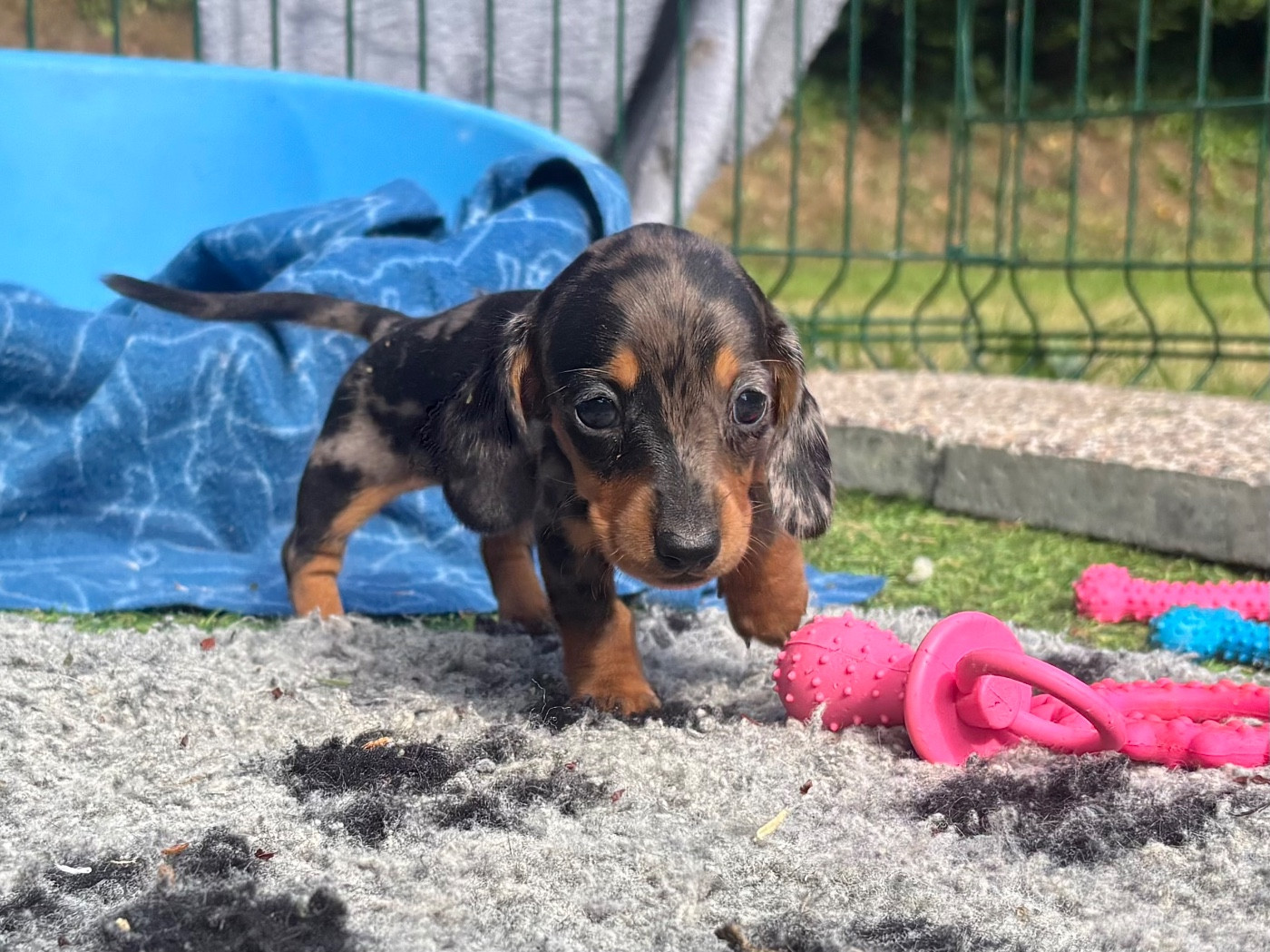Chiot Teckel poil ras D'an Nor Vras