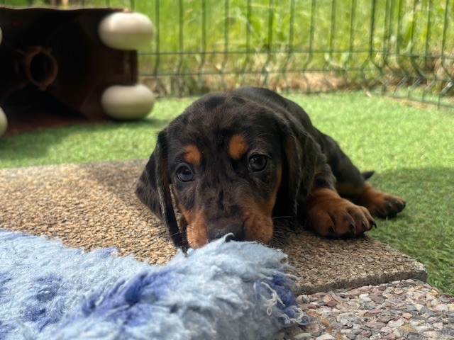 D'an Nor Vras - Chiots disponibles - Teckel poil ras