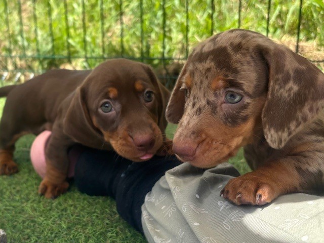 D'an Nor Vras - Chiots disponibles - Teckel poil ras