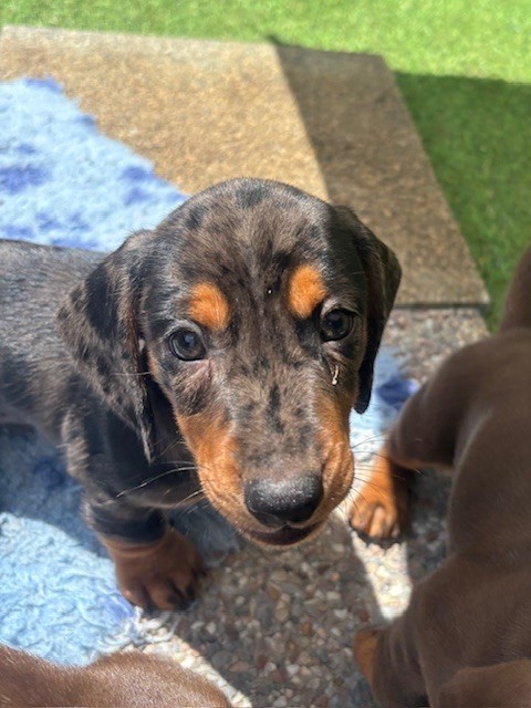 D'an Nor Vras - Chiots disponibles - Teckel poil ras