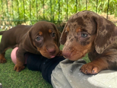 CHIOT 2