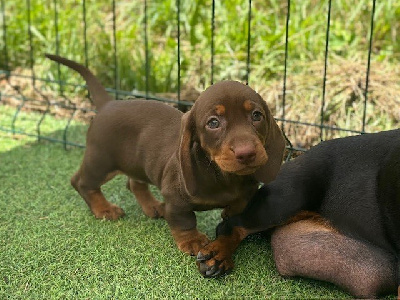 CHIOT 4