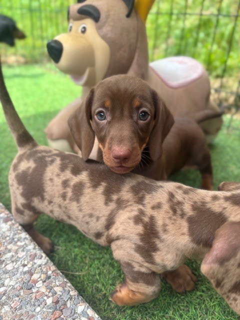 D'an Nor Vras - Chiots disponibles - Teckel poil ras