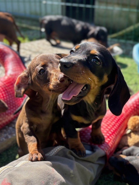 Chiot Teckel poil ras D'an Nor Vras