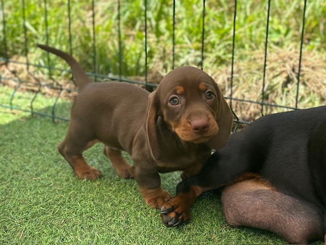 D'an Nor Vras - Chiots disponibles - Teckel poil ras